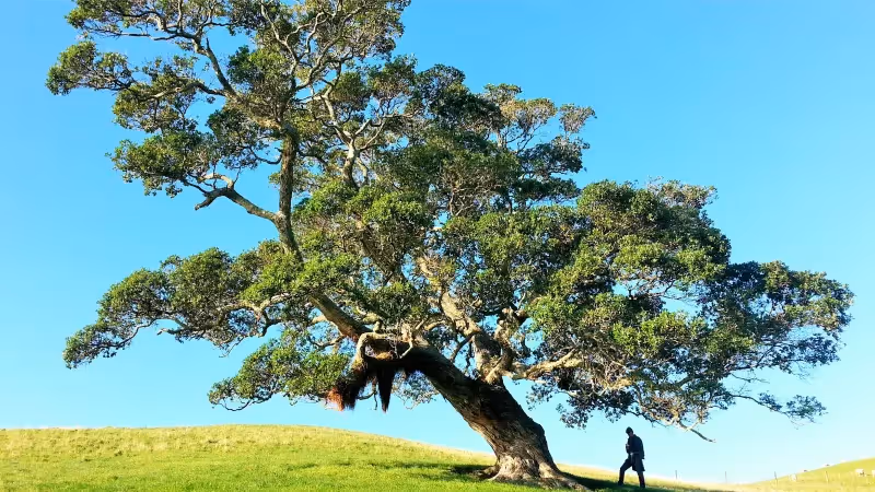 How to grow planned giving in 2025: Top learnings from FreeWill’s soon-to-be-released 2025 Planned Giving Report