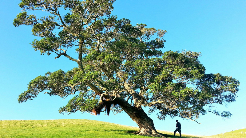 How to grow planned giving in 2025: Top learnings from FreeWill’s soon-to-be-released 2025 Planned Giving Report