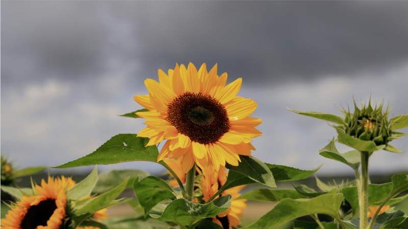 Ask the Experts: How Make-A-Will Month can drive millions for your organization in 2026