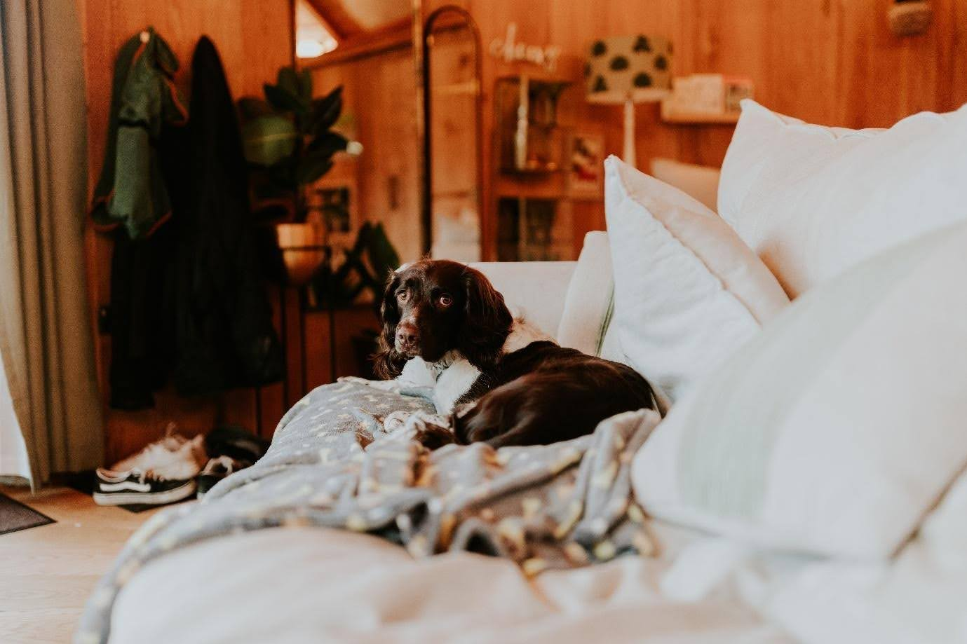 Dog relaxing on bed inside cosy wooden cabin