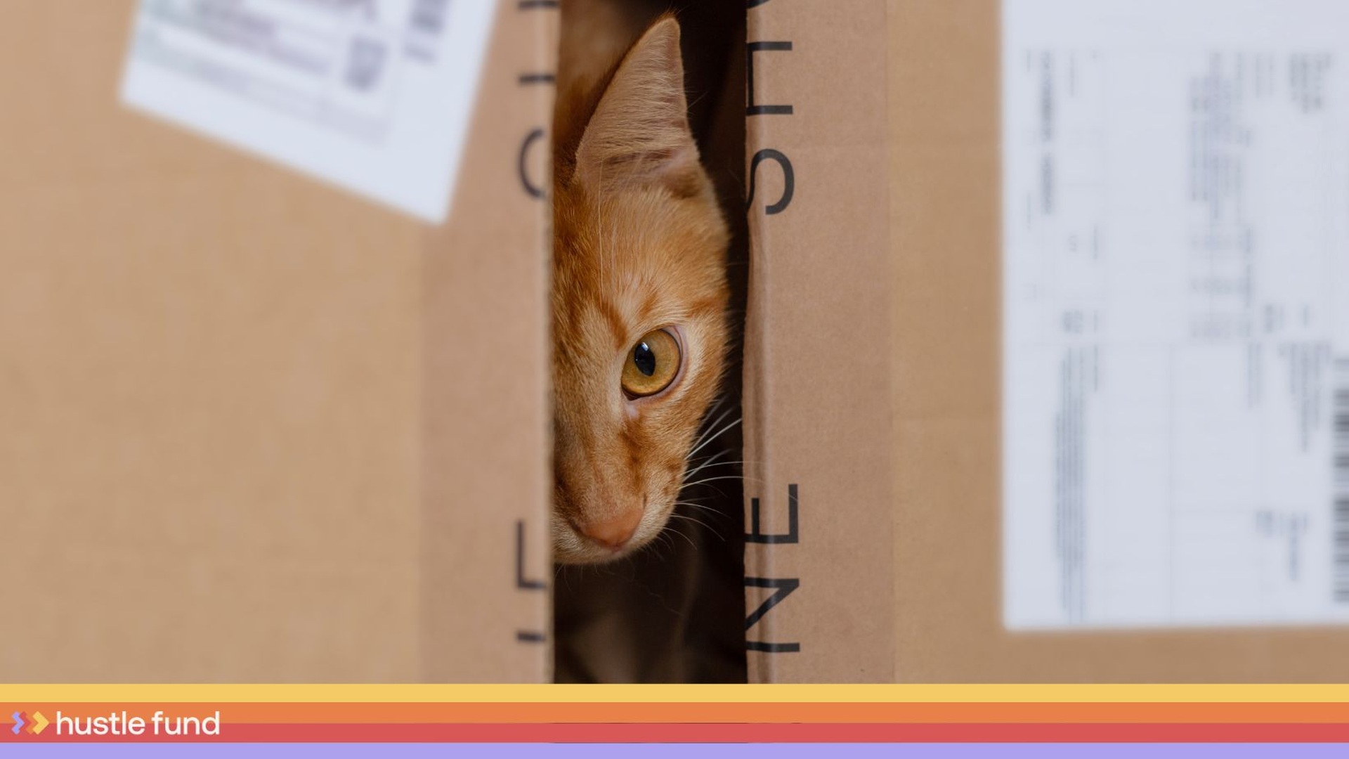An orange cat peers between shipping boxes above Hustle Fund's multicolor brand rail.