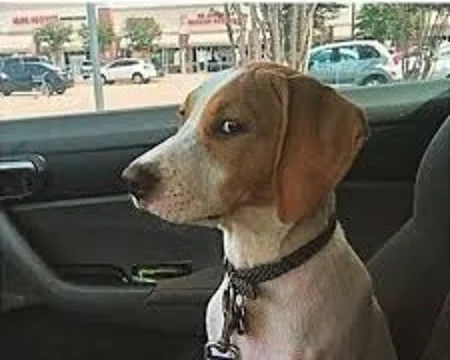 Foto de um cachorro sentado no banco do carro olhando de lado, expressão que simboliza desconfiança ou julgamento