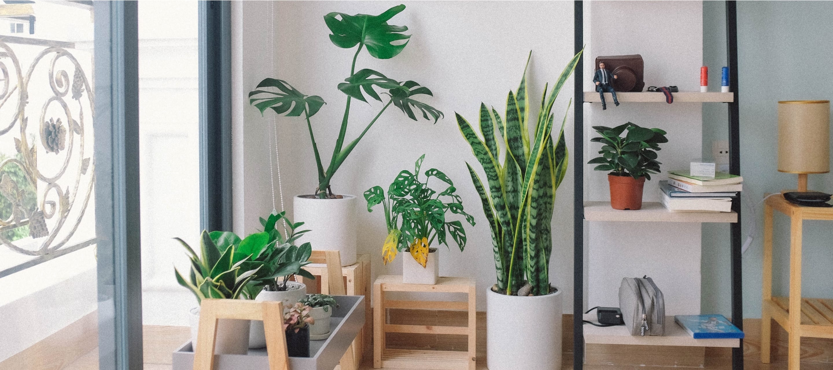 Houseplant Boom