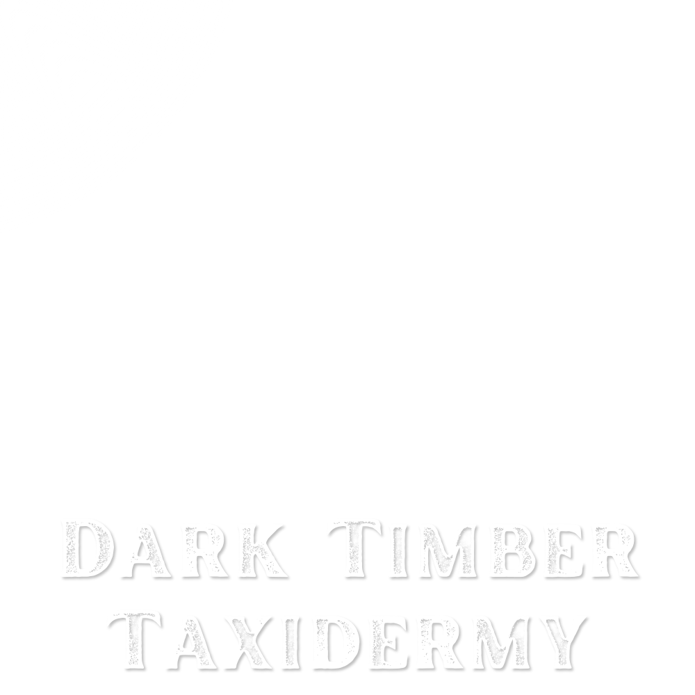 dark timber taxidermy logo