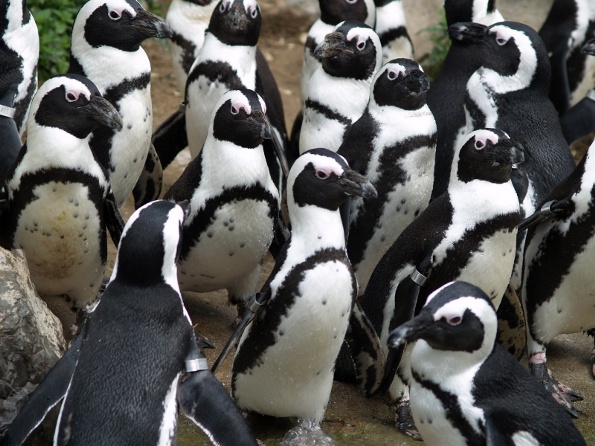 pinguinos