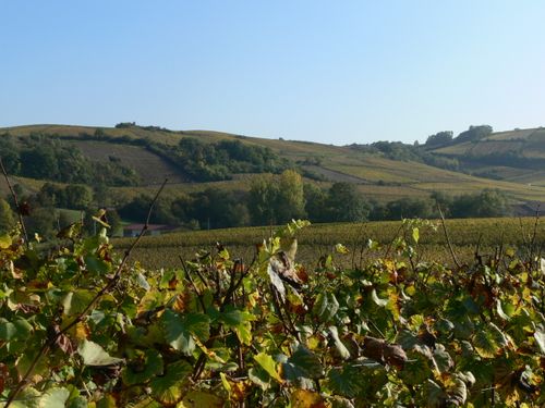 Les terroirs français : l'appellation Pouilly-Fumé
