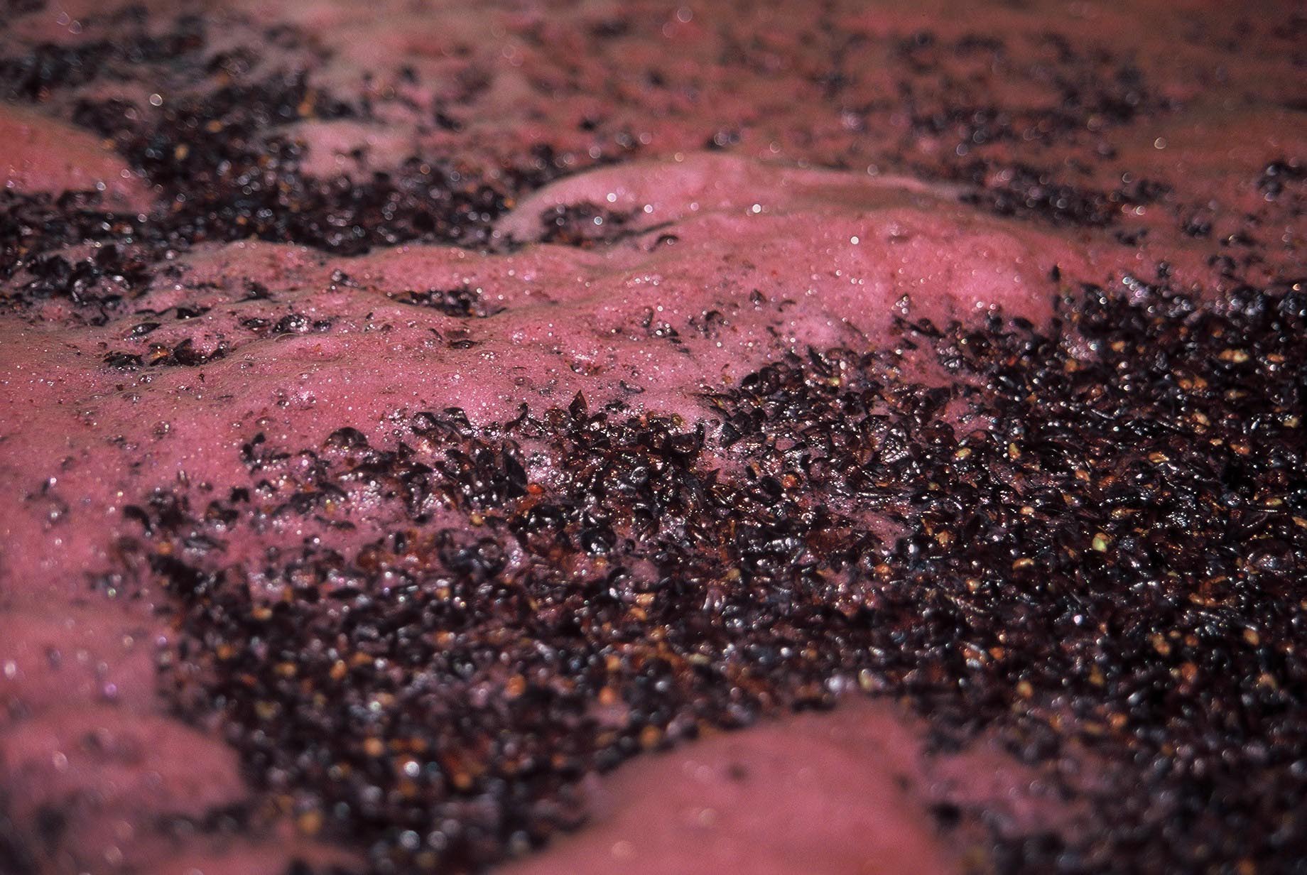 Les levures indigènes, les architectes invisibles de la fermentation