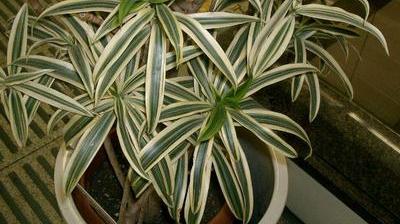 Plantes Dépolluantes Bureau : 10 Espèces Purificatrices d'Air