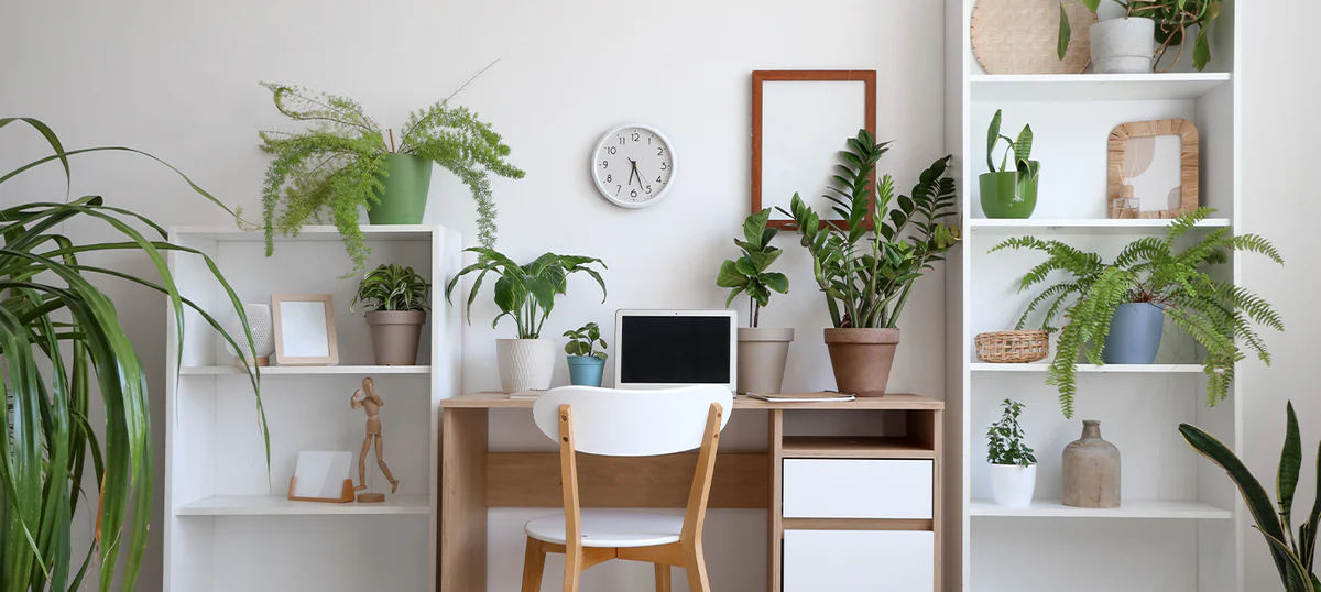 Petite Plante de Bureau : 12 Mini-Plantes pour votre Poste de Travail