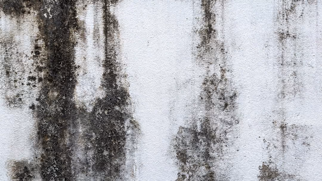 mold on wall - does homeowners insurance cover mold