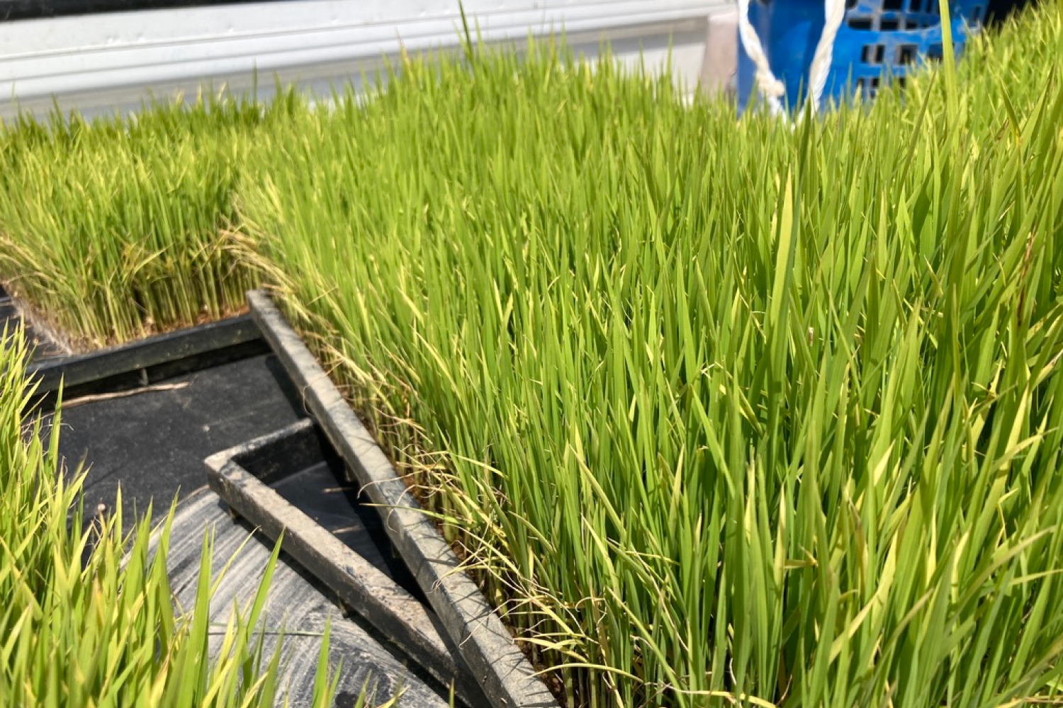 Sake rice seedlings before planting in the spring