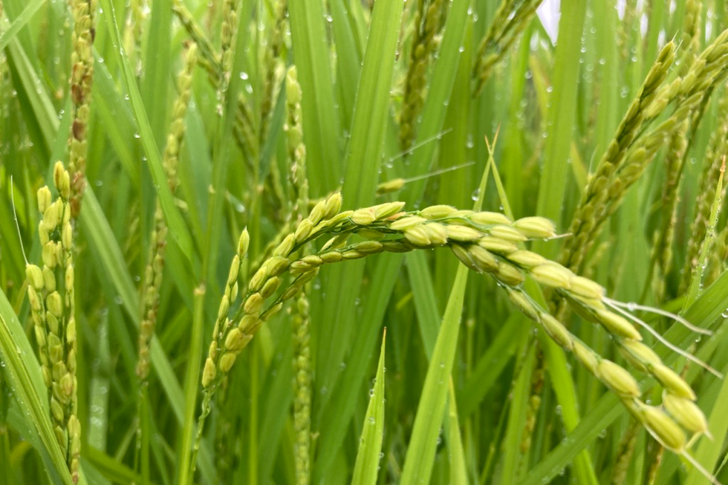 Sake rice plant