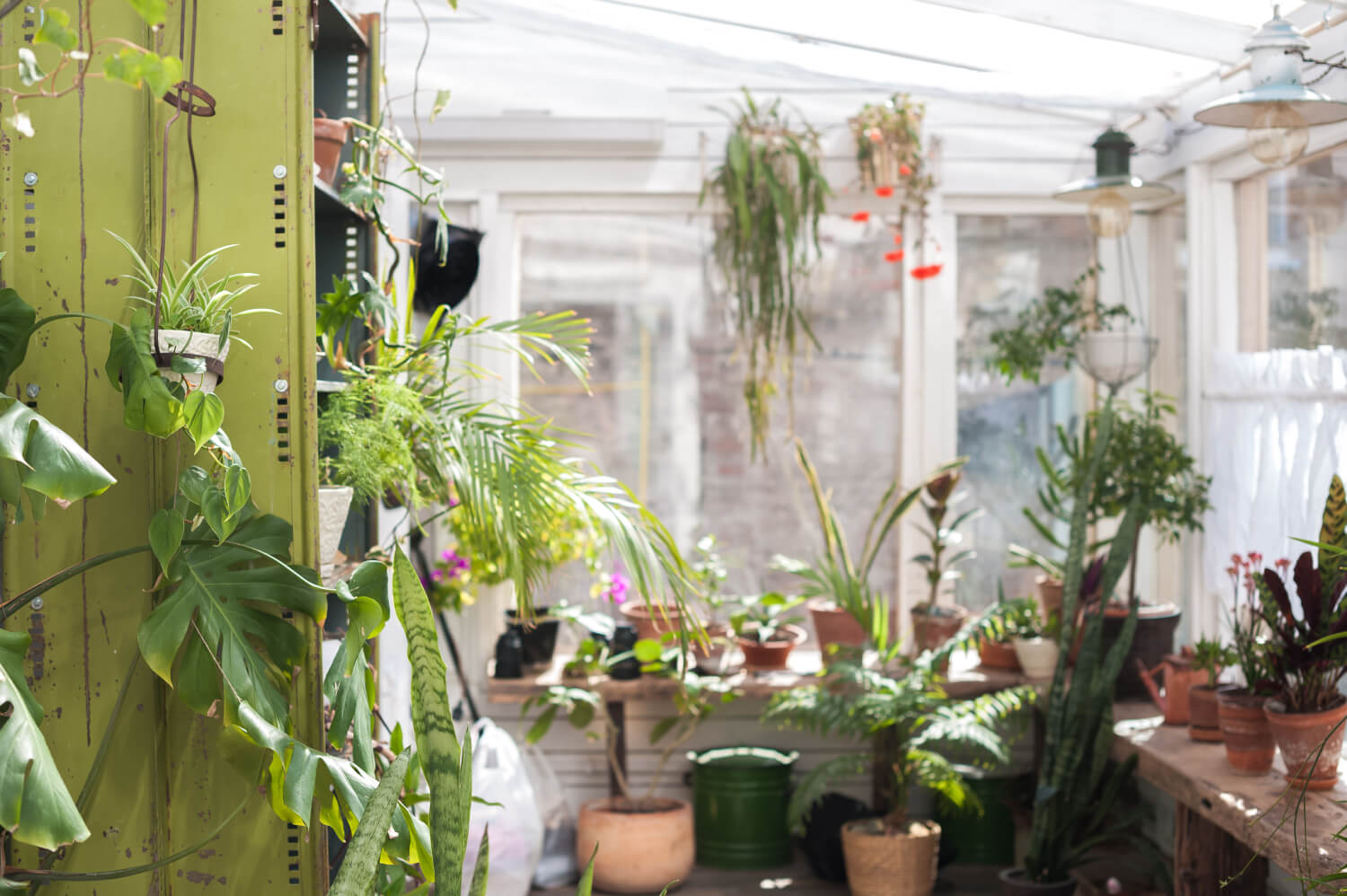 Kaltwintergarten mit diversen Grünpflanzen im Vorder- und Hintergrund
