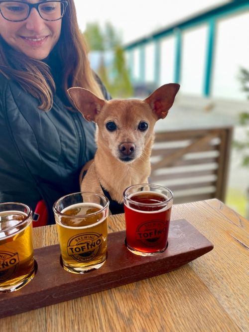 Our smaller dog, Fig, sitting on my partner's lap at the Tofino brewery.