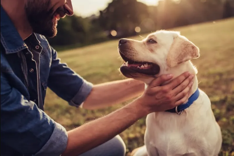 A man in a denim shirt smiling while petting a happy yellow Labrador Retriever wearing a blue collar in a grassy park at sunset.