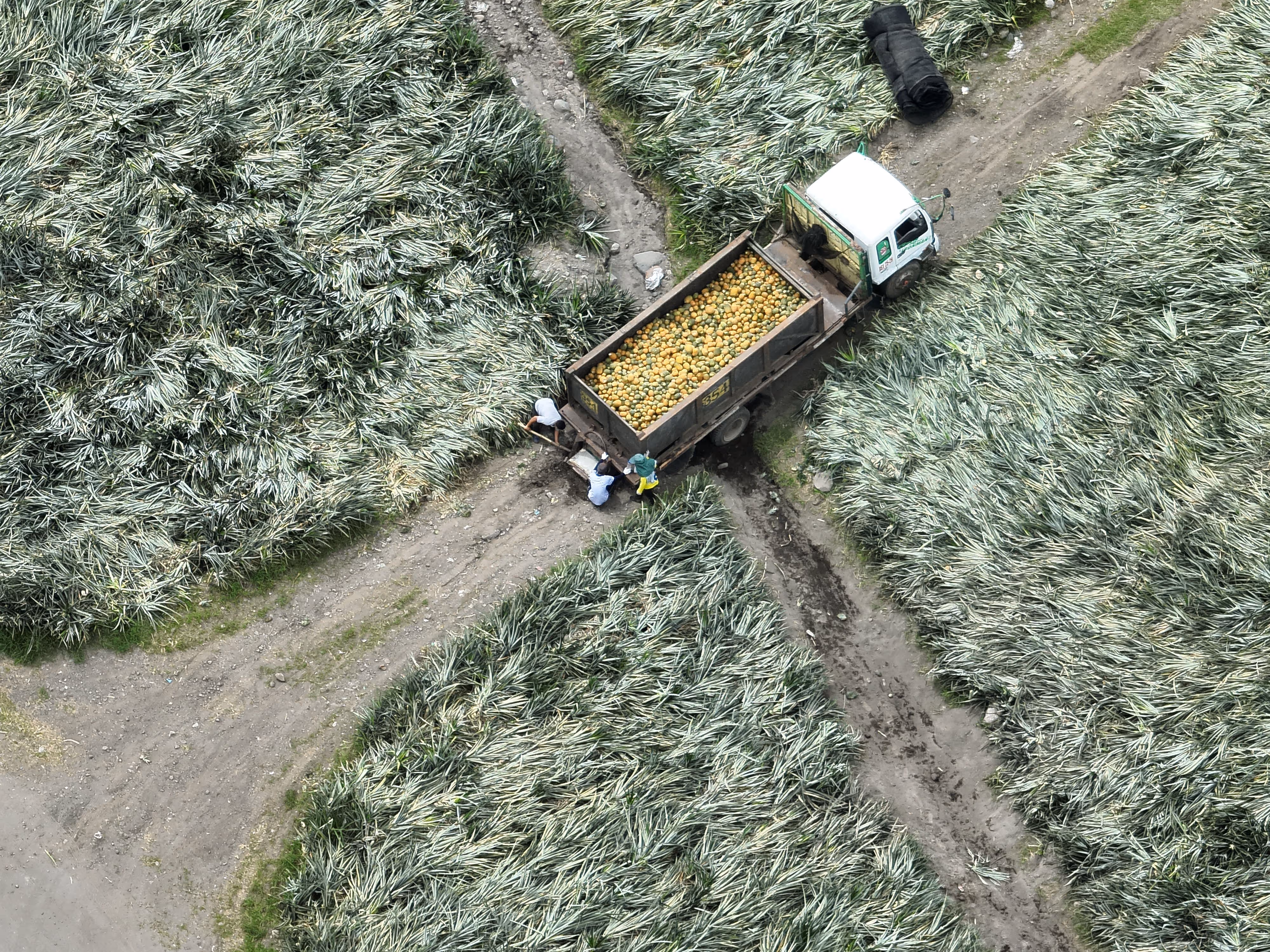 Pineapple harvest with truck and workers.