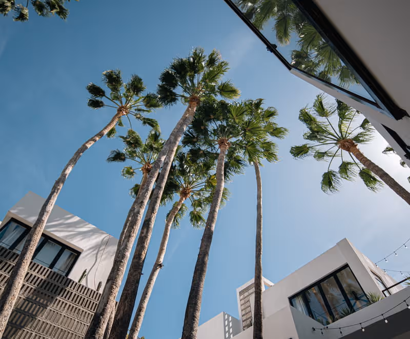 Tall fan palm trees reaching into a clear blue sky, framed by modern white buildings with large windows and string lights.