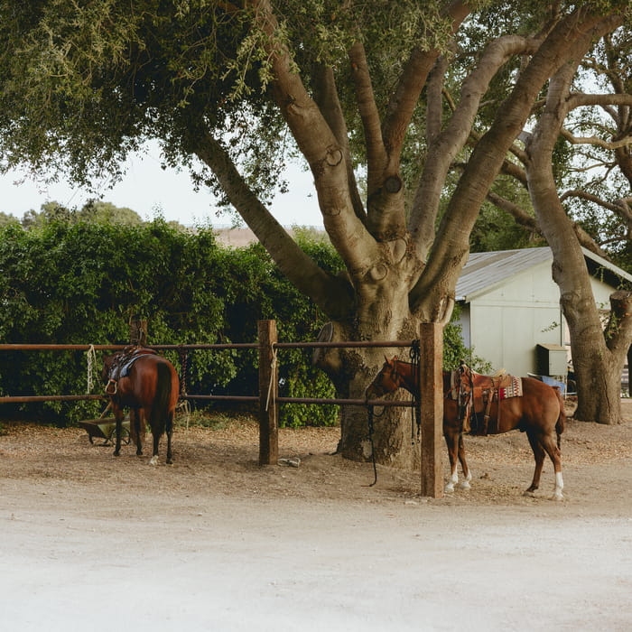 Two saddled brown horses tied to a wooden fence under a large oak tree at a rural ranch with a white barn nearby