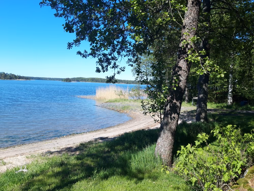 Sunny lakeside scene with clear blue water, a sandy shore, green grass, and leafy trees casting shadows.