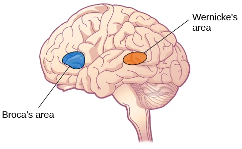 Figure 01: shows the location of both Broca’s Area and Wernicke’s Area in the human neuroanatomy (Simply Psychology, 2025).