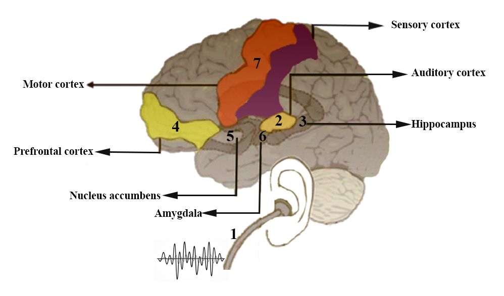 Figure 02: Shows the neuroanatomy of the amygdala and nucleus accumbens within the temporal lobe (Volpicelli et al., 2018).