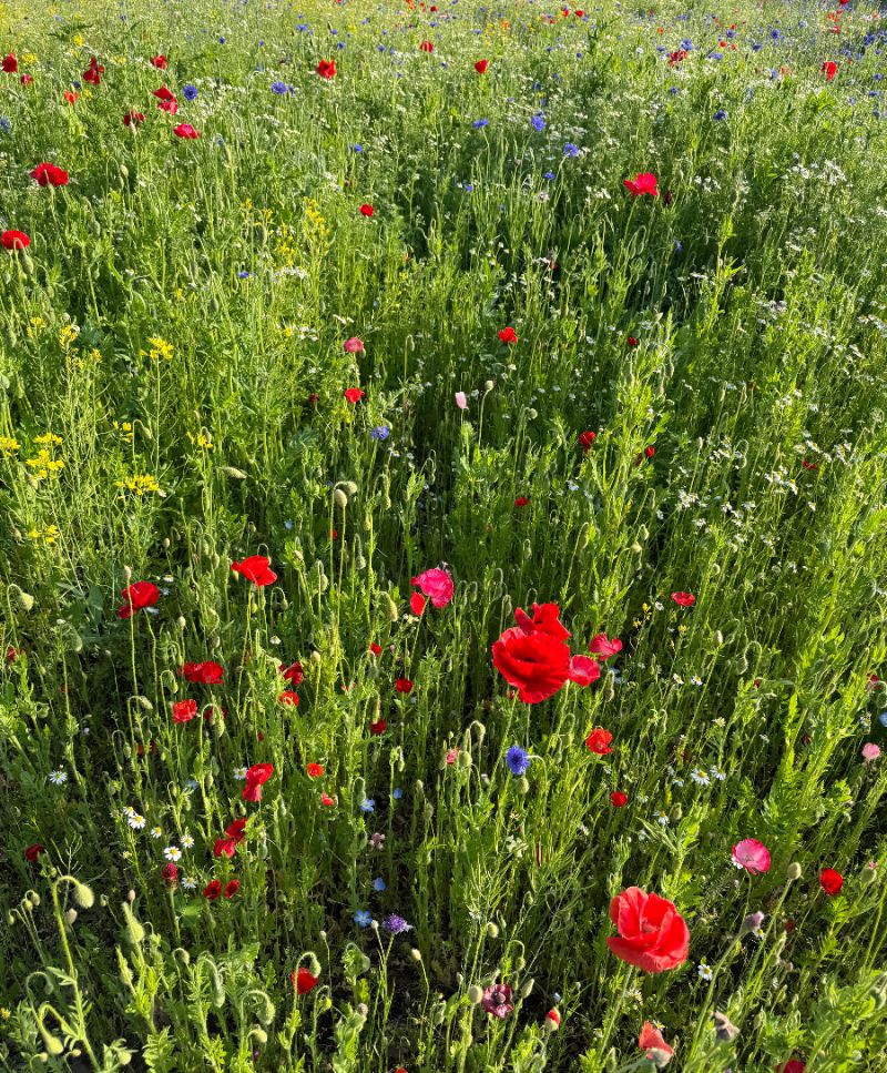 Showa Kinen Koen meadow