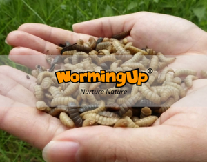 WormingUp