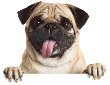 Pug Happy