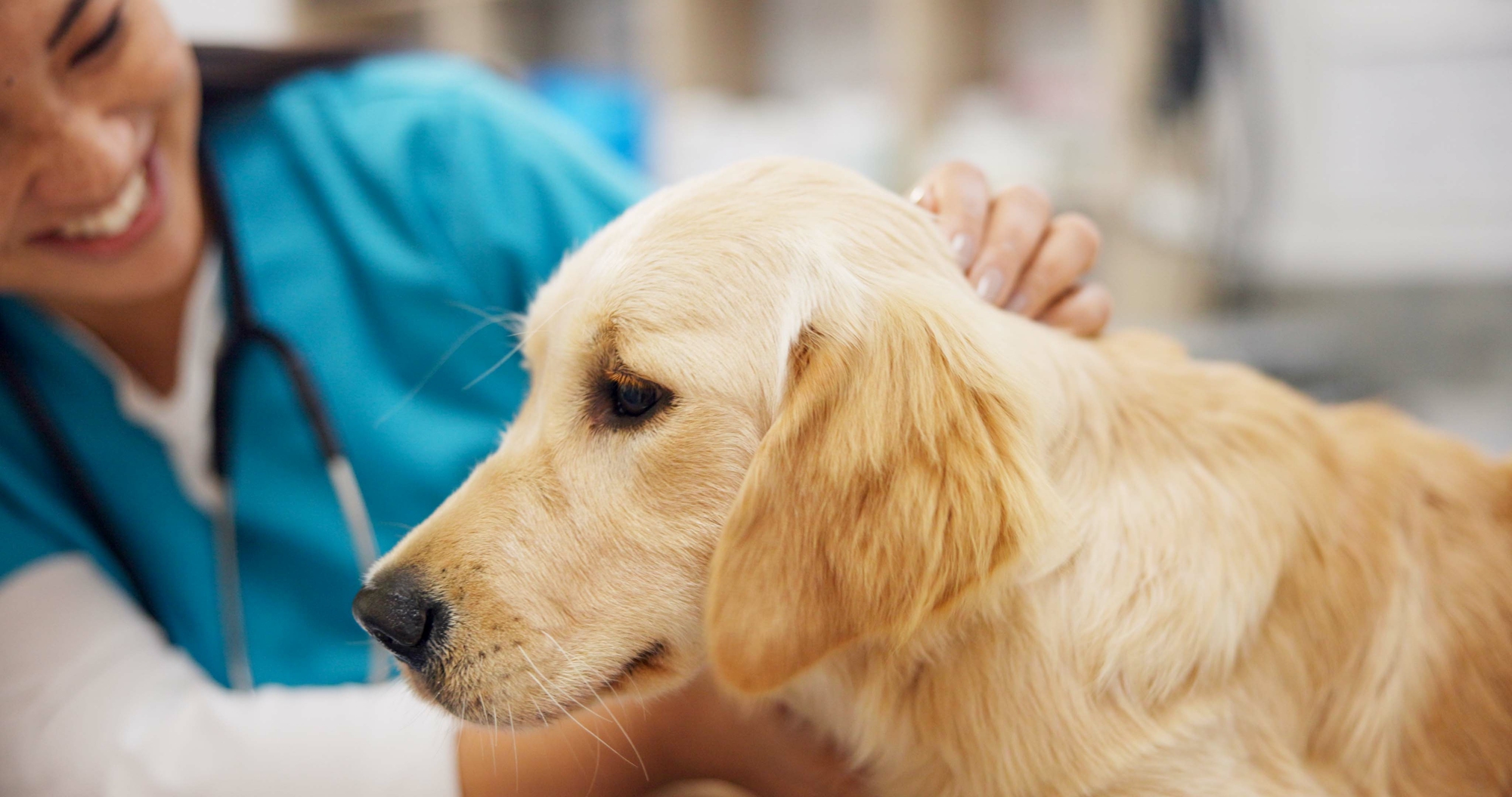 golden puppy getting pet vaccination