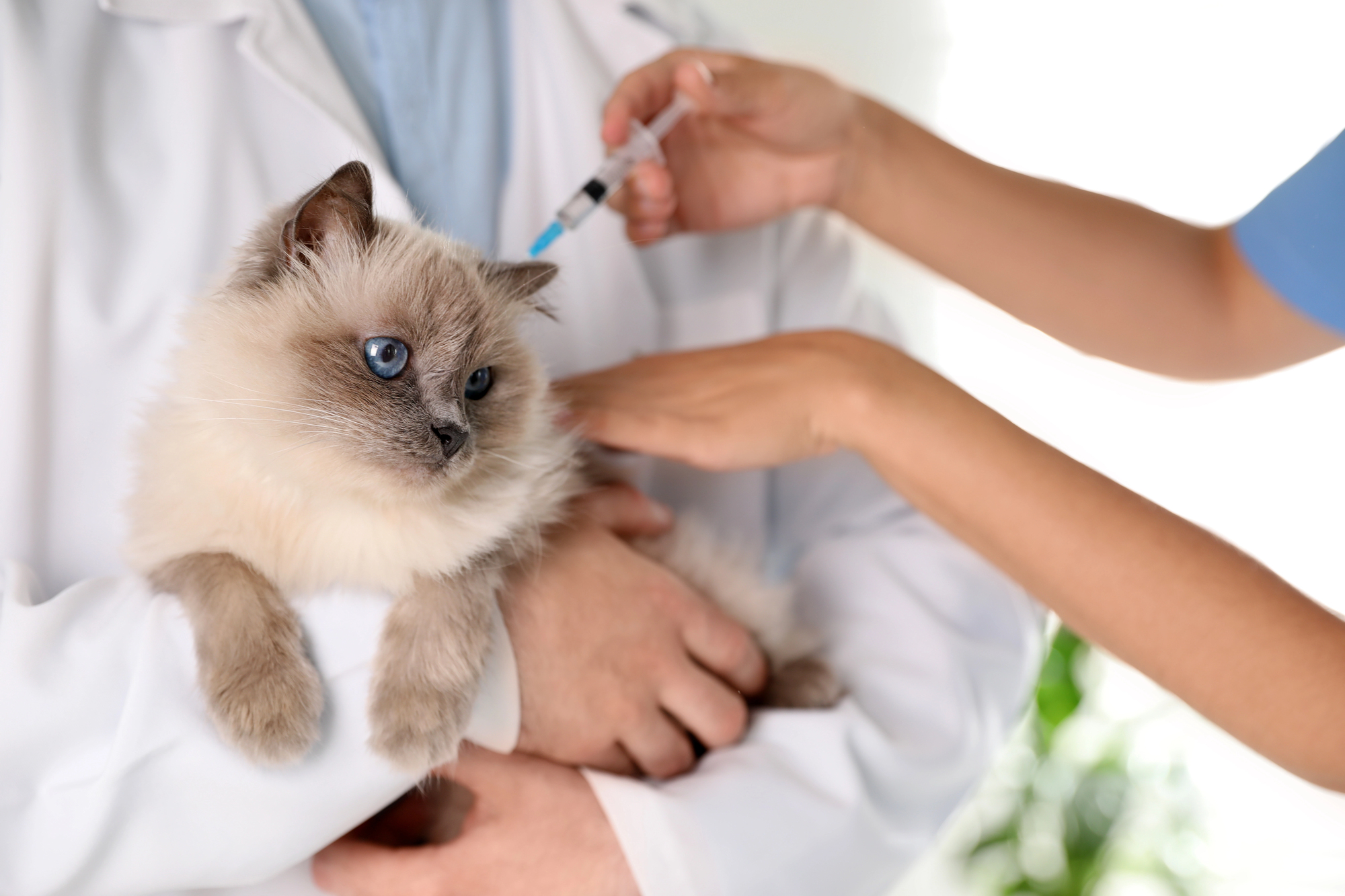 siamese cat getting pet vaccination