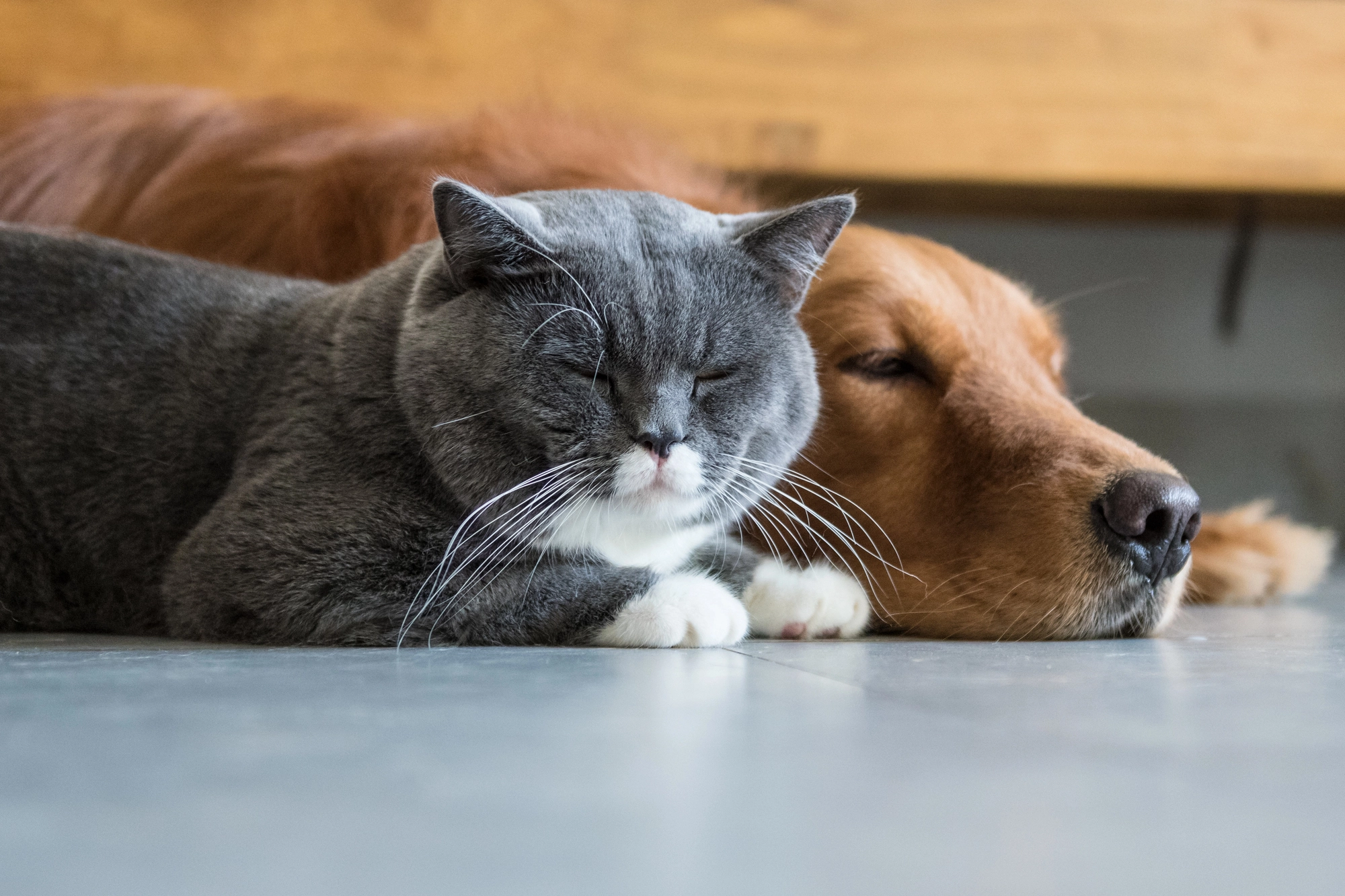 cat-and dog resting after seeing Windermere emergency vet