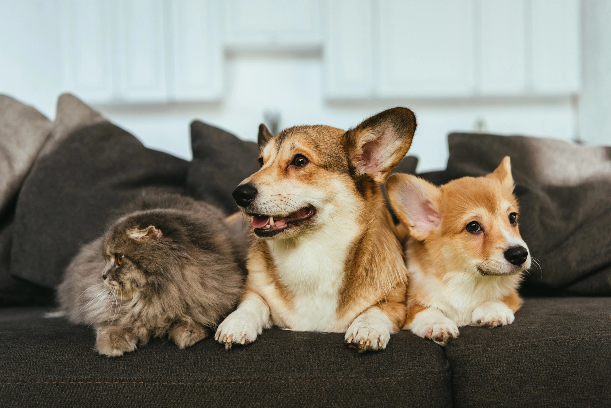 two dogs and cat on the couch after seeing Windermere emergency vet