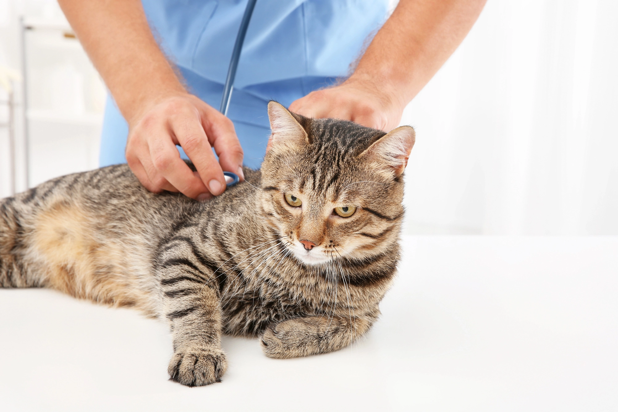 cat getting checked by Windermere emergency-vet