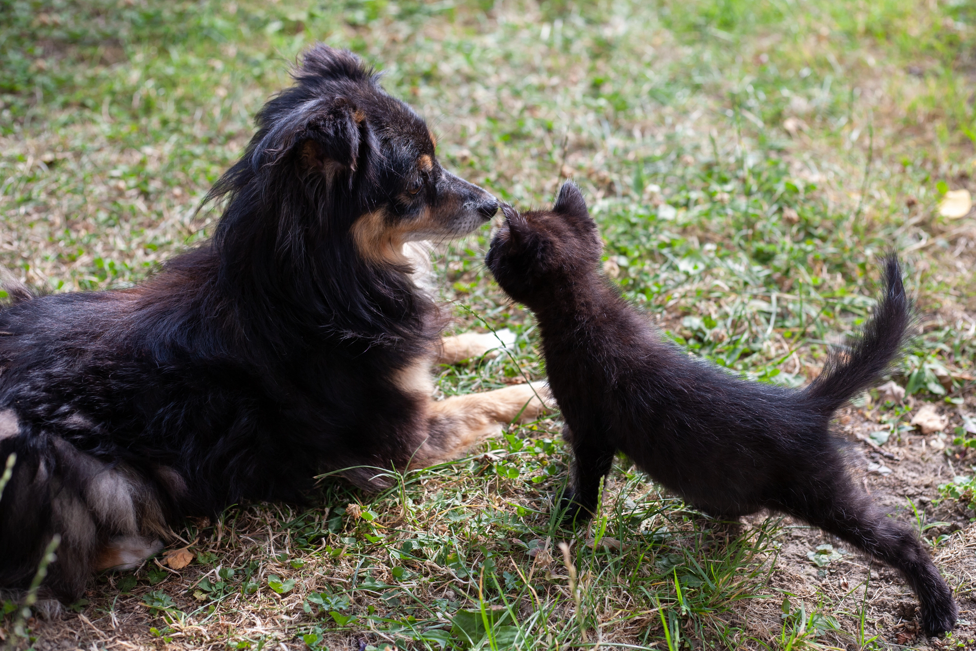 black cat and dog outside after Windermere veterinary services