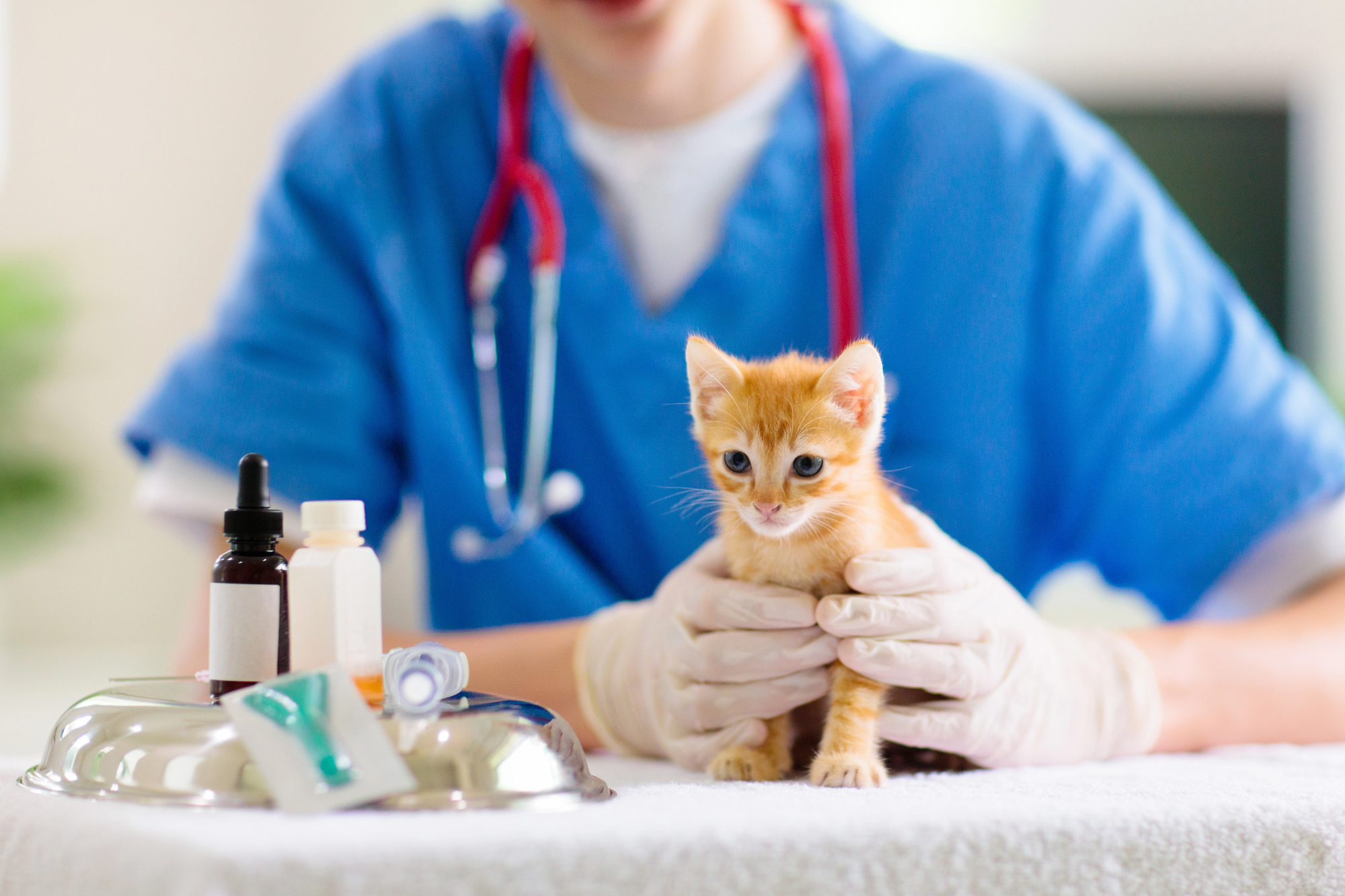 vet checking a kitten and providing Windermere veterinary services