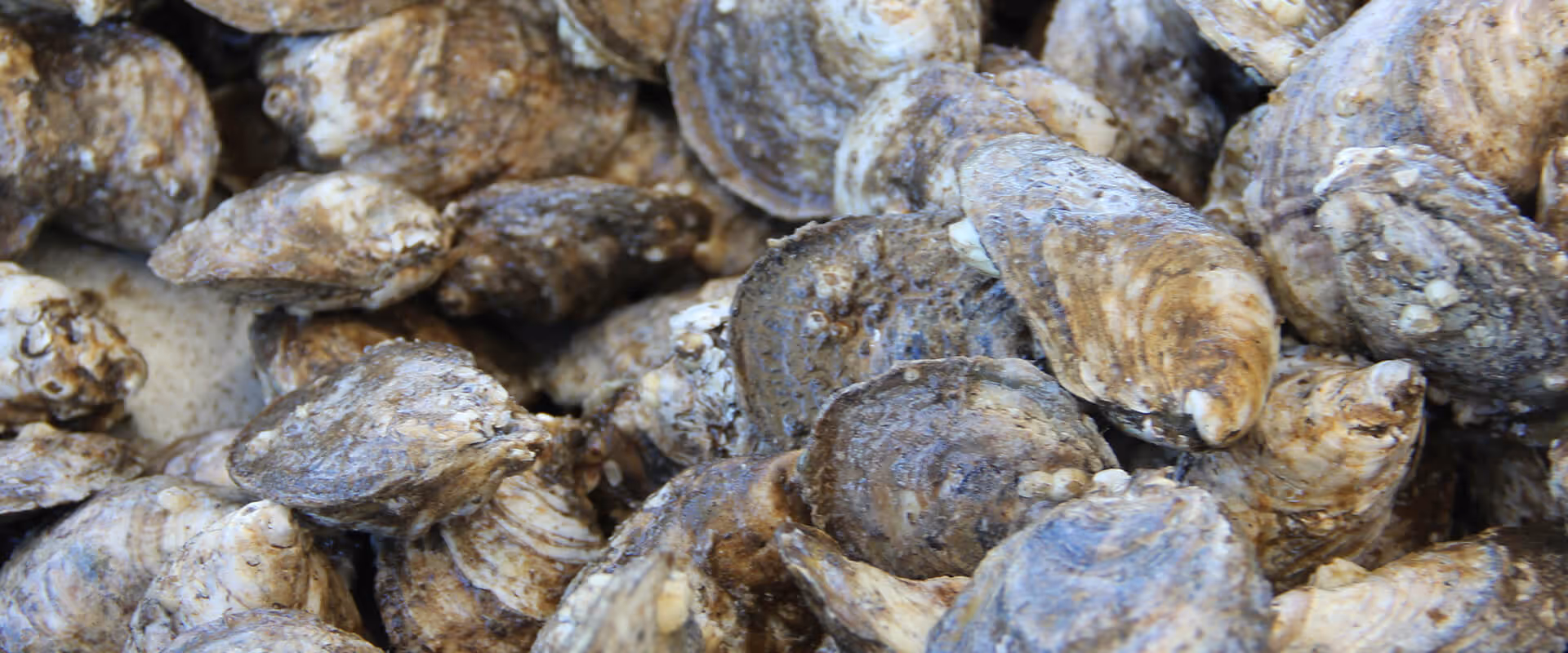 pile of oyster shells
