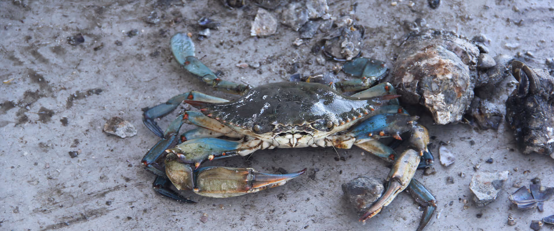 a crab with blue legs on the concrete outdoors