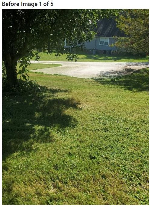 A sample picture of uncut grass.