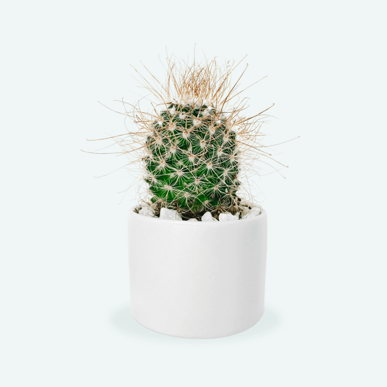 Balloon Cactus Plant