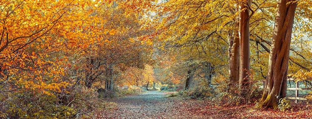 A serene autumn path winding through the woods, surrounded by colorful trees and fallen leaves.
