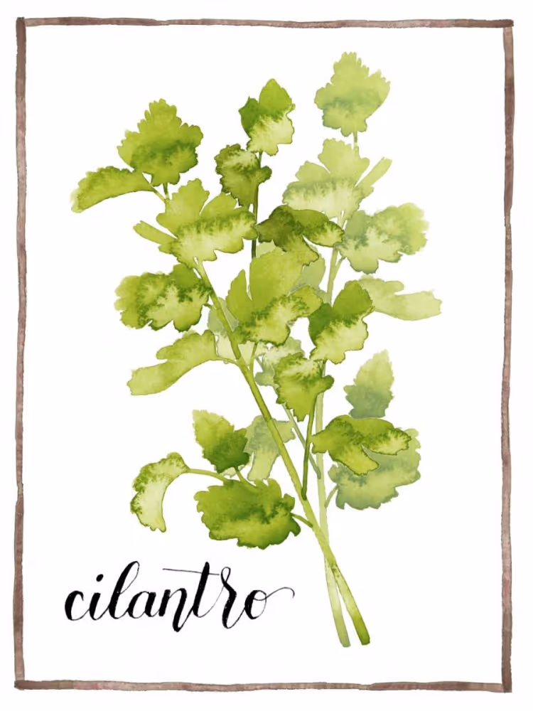 Watercolor illustration of fresh cilantro leaves in vibrant green, framed with a brown border and labeled "cilantro" in elegant script.