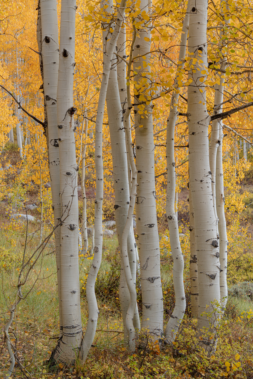 This beautiful image of Utah's landscape will be printed onto sleek metal with a recessed frameback and will be a classy, modern addition to your home. 