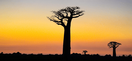 L’Afrique francophone