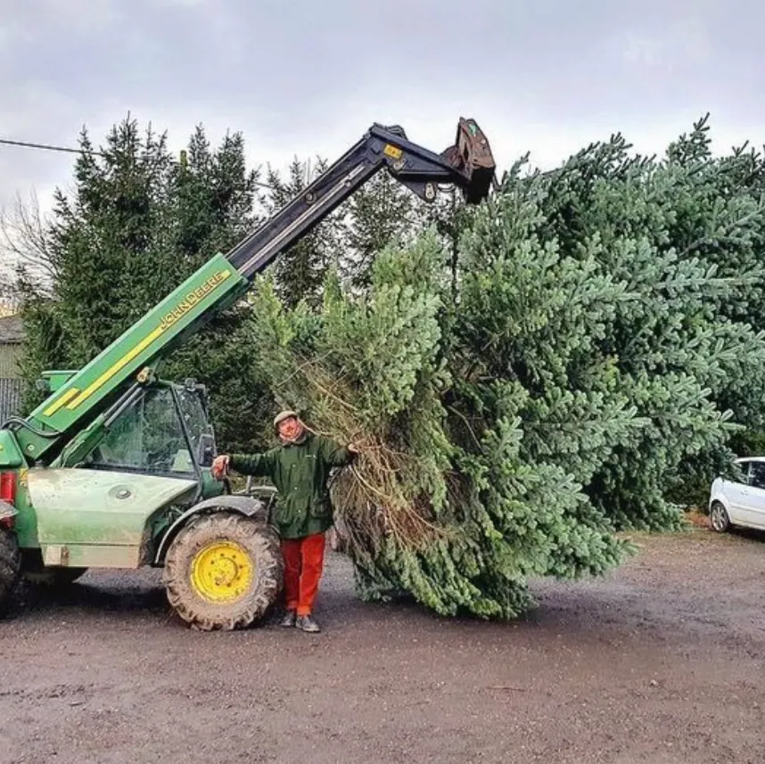Farmer standing beside a tractor loader lifting large Christmas trees
