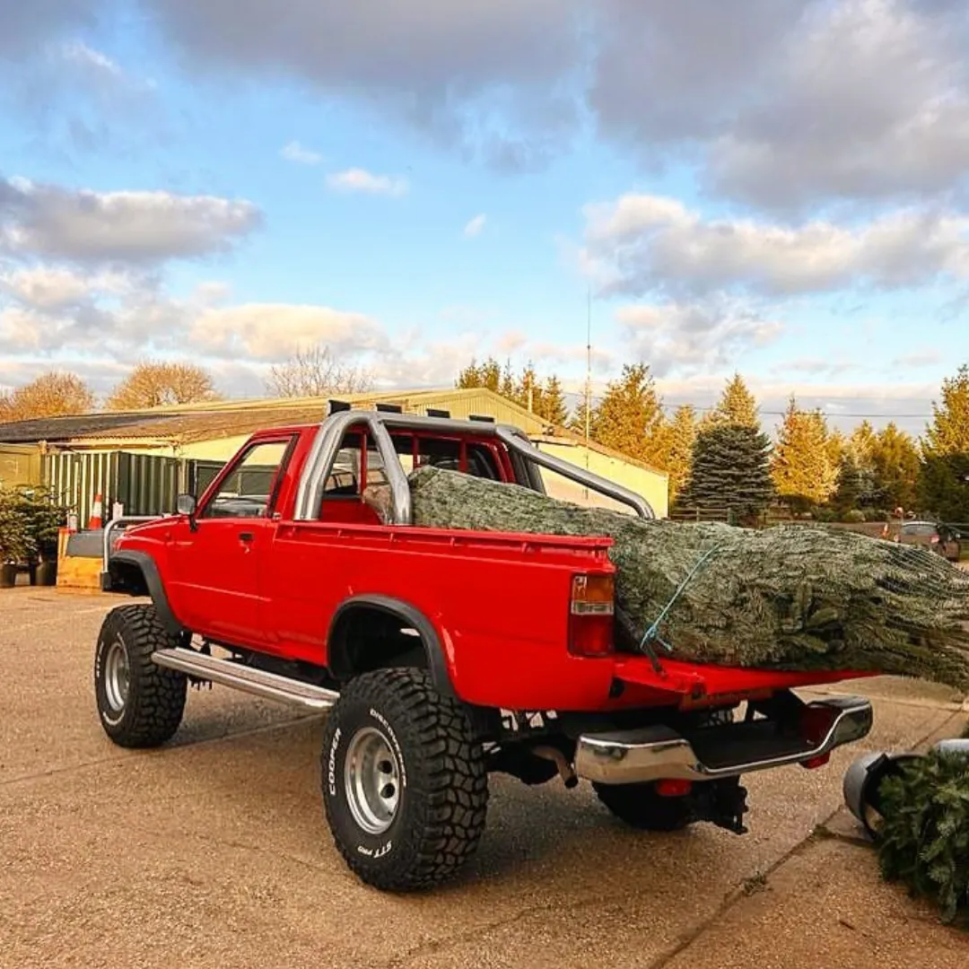 Red pickup truck loaded with a netted Christmas tree at the farm