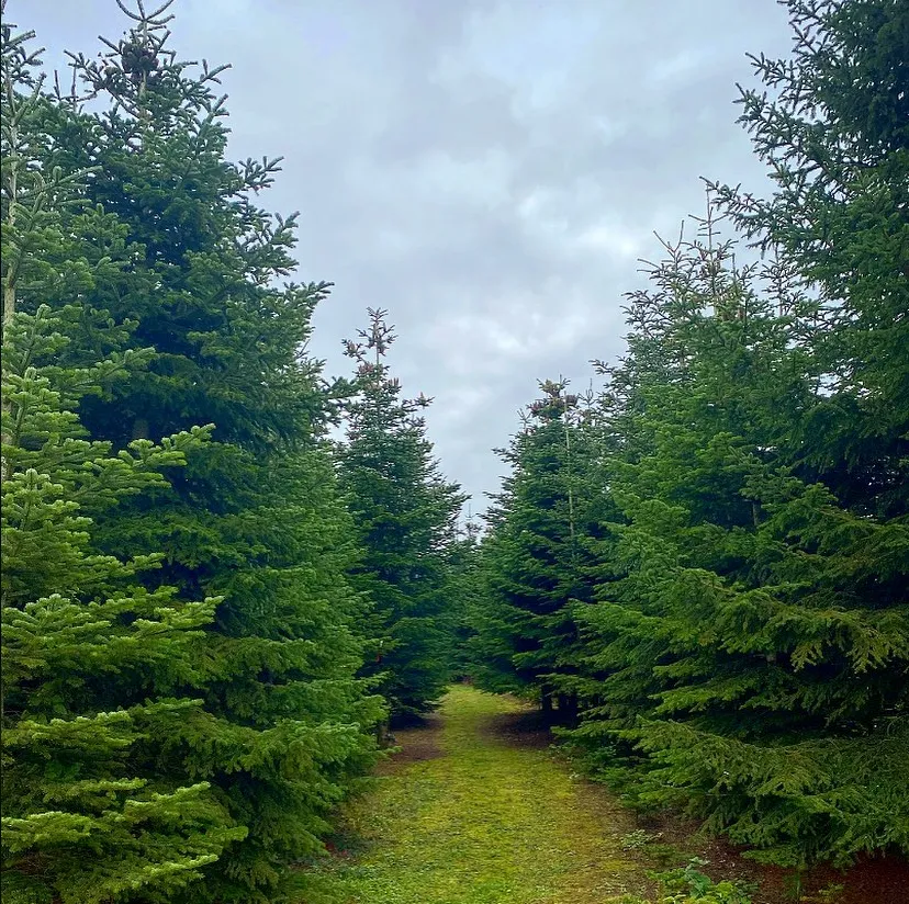 Grassy path between rows of tall Christmas trees growing on the farm
