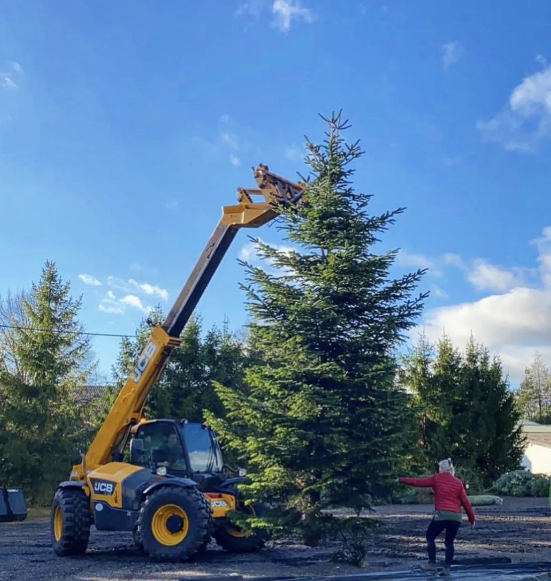 Telehandler lifting a very tall Christmas tree upright in the yard