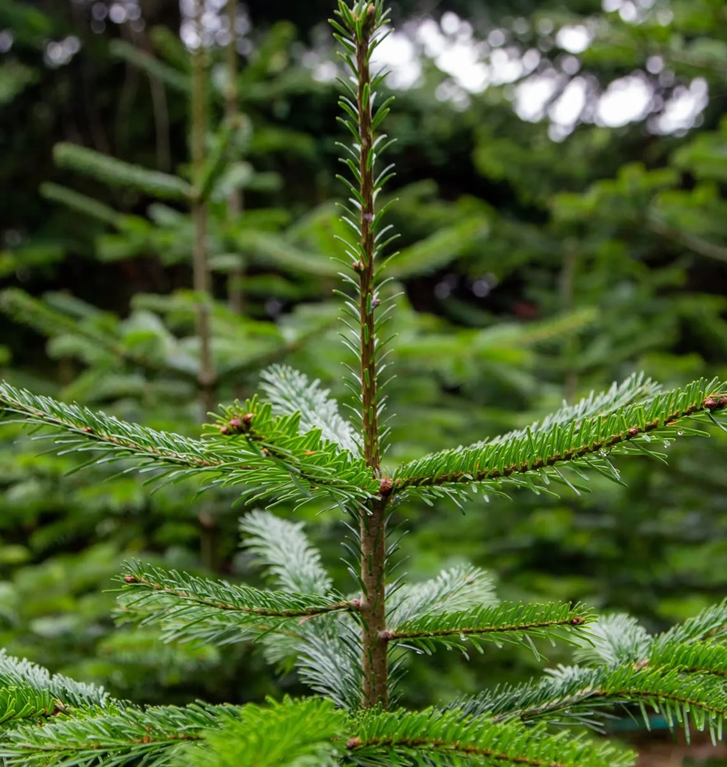 Close-up of a young fir tree growing on the farm