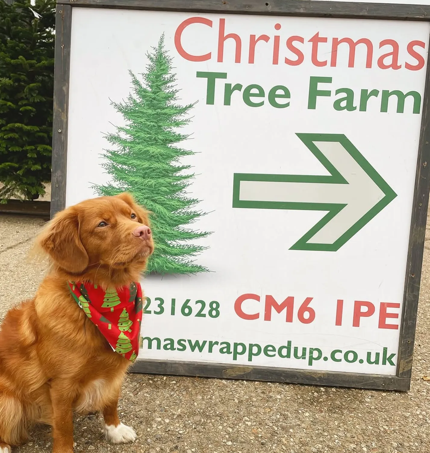 Dog in a Christmas tree bandana sitting beside the Christmas Tree Farm entrance sign