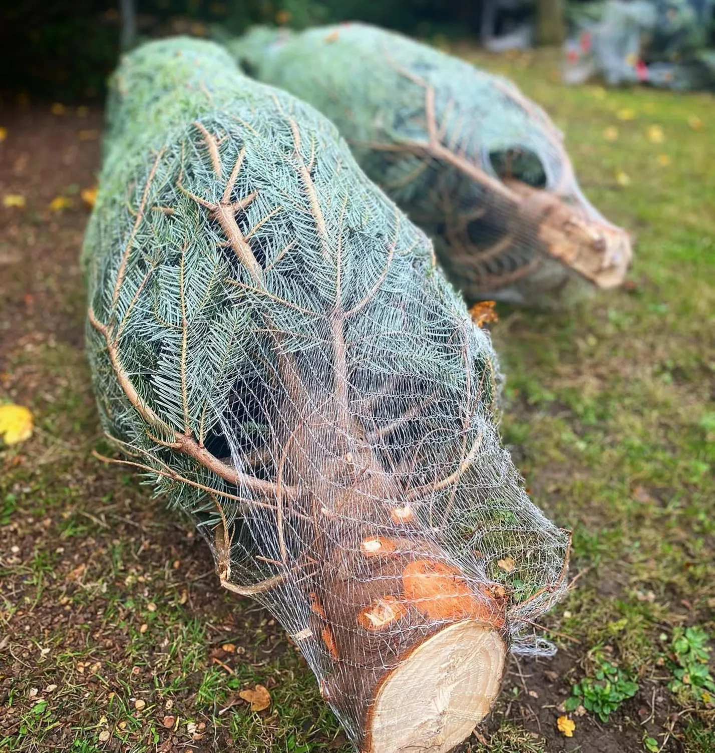 Freshly cut Christmas trees wrapped in netting and lying on the grass ready to take home